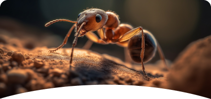 Ant<br><span> Control</span>