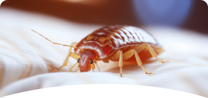 Bed Bug<br><span> Control</span>