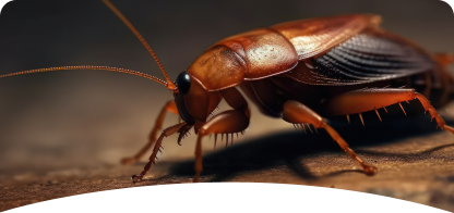 Cockroach<span> Control</span>