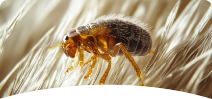 Flea and Tick<br><span> Control</span>