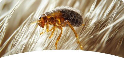 Flea & Tick <span> Control</span>