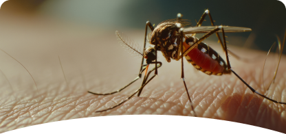 Mosquito <br><span> Control</span>