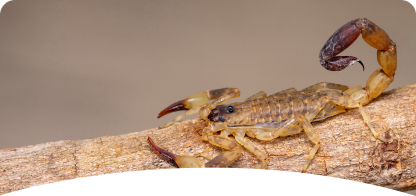 Scorpion <br><span> Control</span>