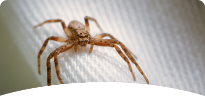 Spider<br><span> Control</span>