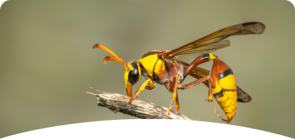 Stinging Insect <br><span> Control</span>