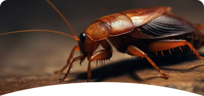 Cockroach<br><span> Control</span>