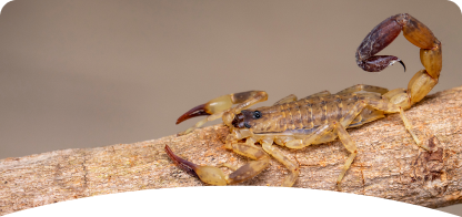 Scorpion<span> Control</span>